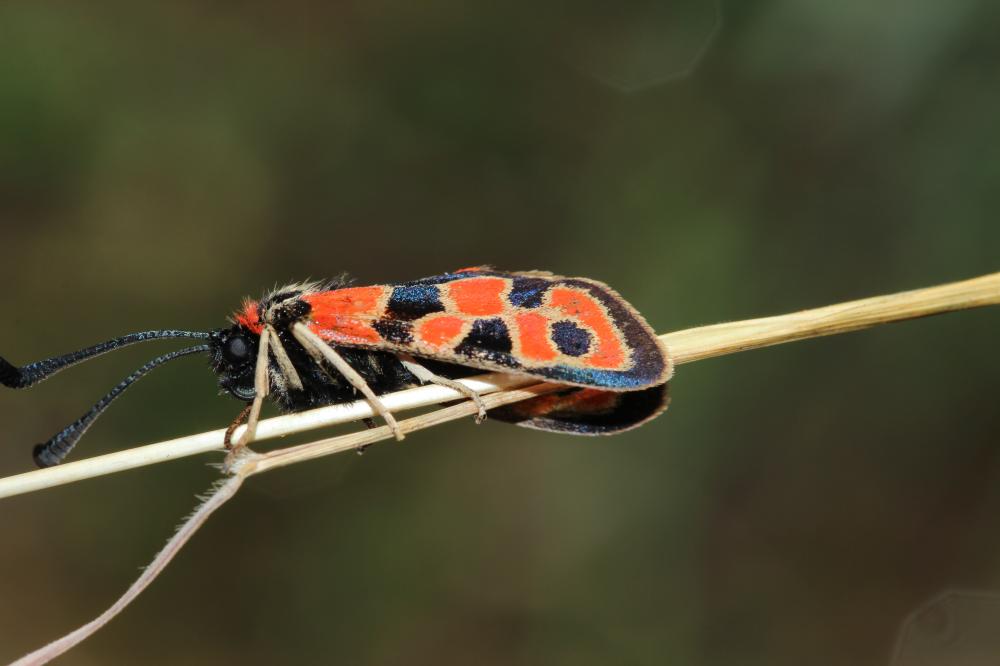 Zygène de la Petite coronille (La) Zygaena fausta (Linnaeus, 1767)