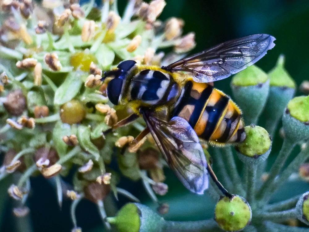 Myathropa florea (Linnaeus, 1758)