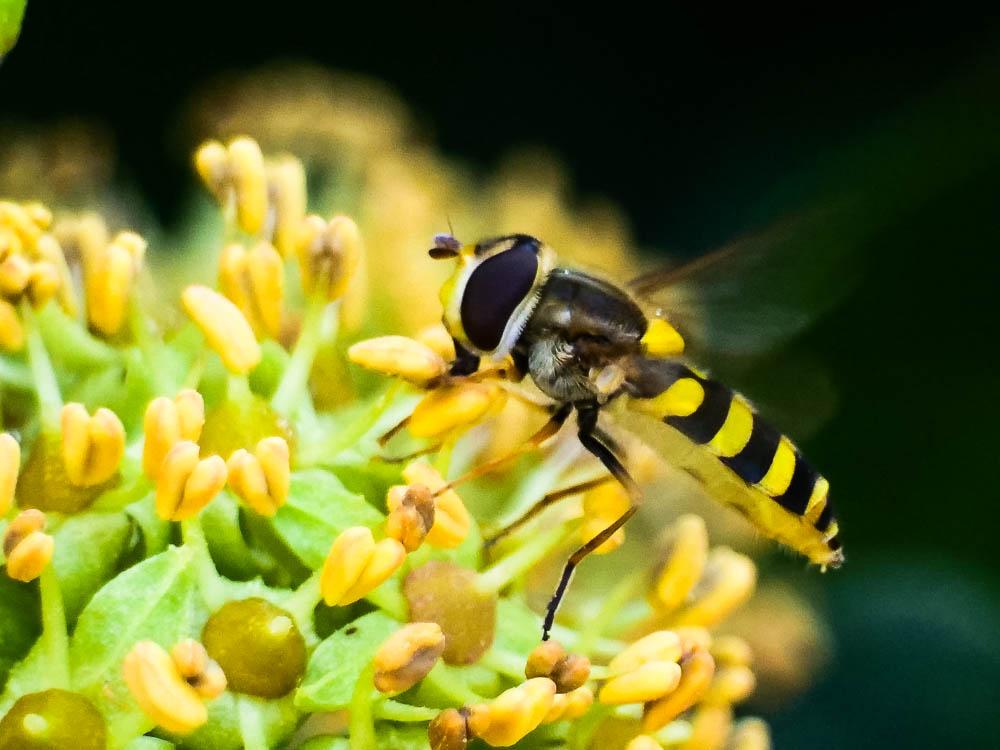  Dasysyrphus albostriatus (Fallén, 1817)