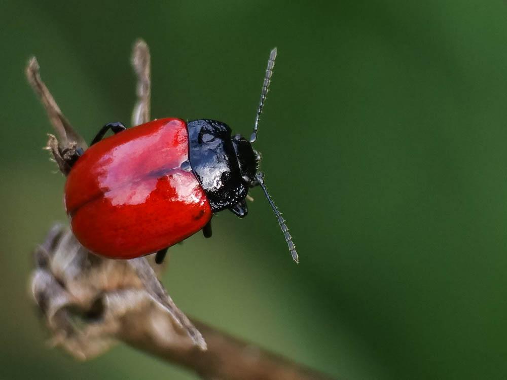 Chrysolina lucida (Olivier, 1807)