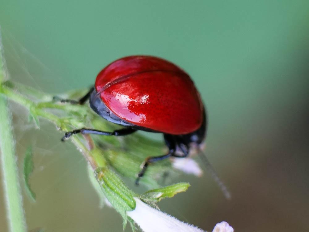 Chrysolina lucida (Olivier, 1807)