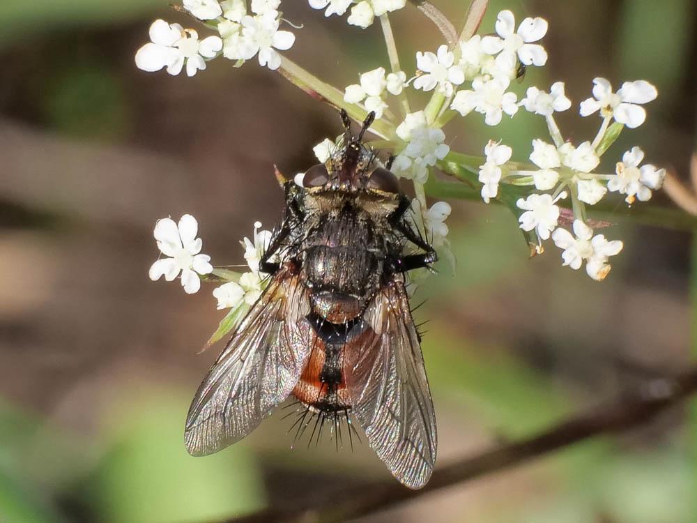 Peleteria rubescens (Robineau-Desvoidy, 1830)