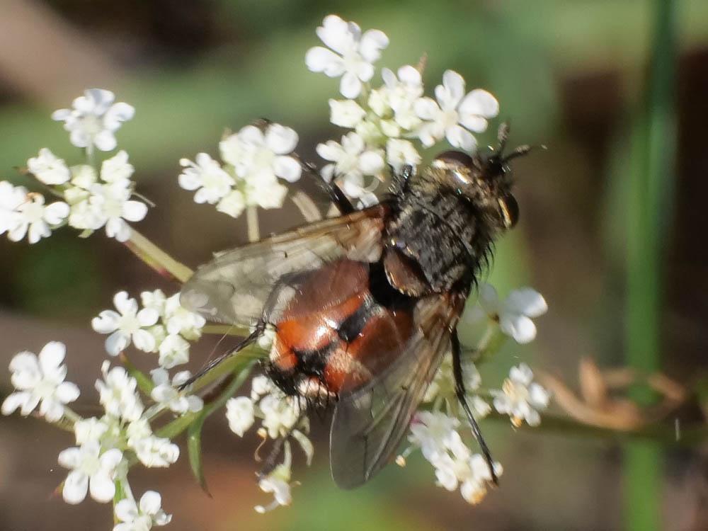 Peleteria rubescens (Robineau-Desvoidy, 1830)