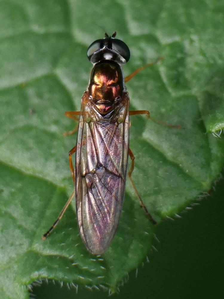 Sargus bipunctatus (Scopoli, 1763)