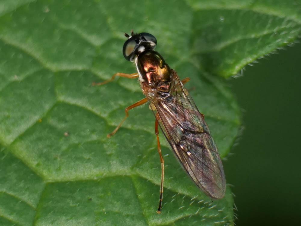 Sargus bipunctatus (Scopoli, 1763)