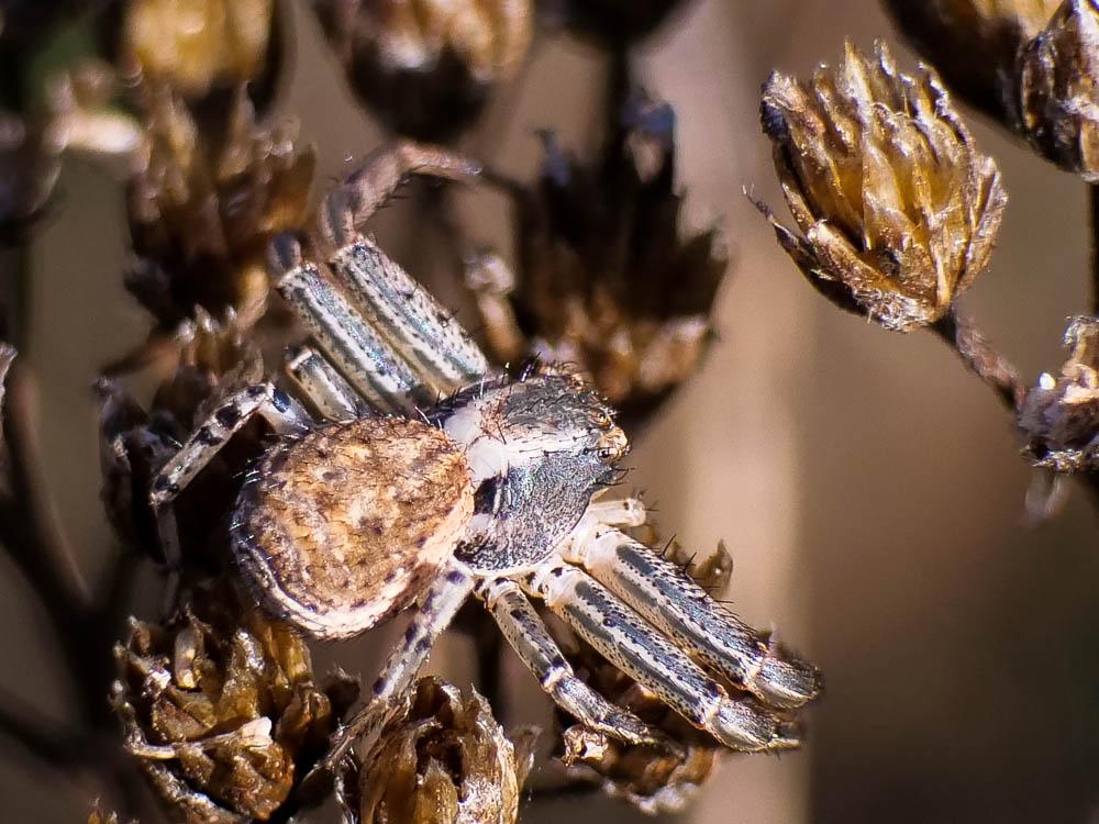 Xystique Xysticus