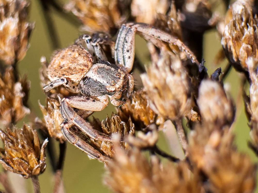 Xystique Xysticus 