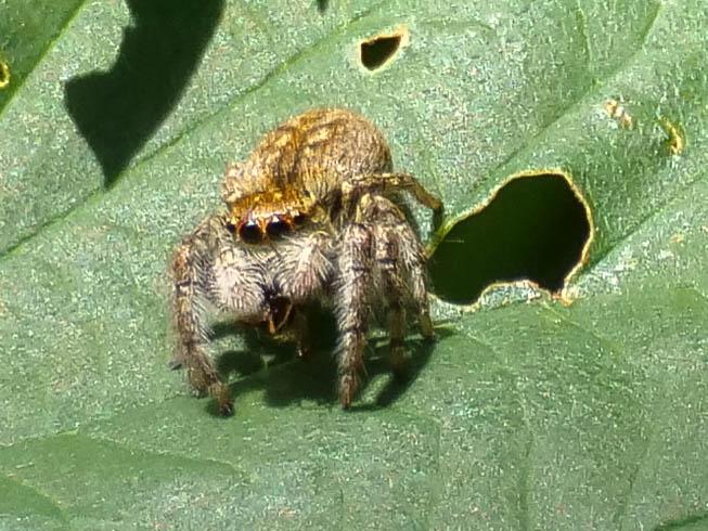  Carrhotus xanthogramma (Latreille, 1819)