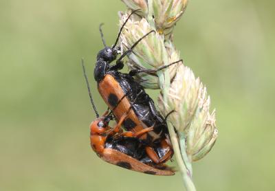  Euzonitis sexmaculata (Olivier, 1789)