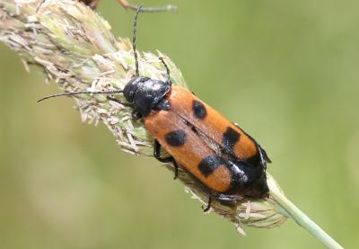  Euzonitis sexmaculata (Olivier, 1789)