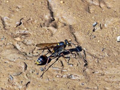  Sceliphron curvatum (F. Smith, 1870)