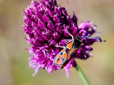  Zygaena hilaris Ochsenheimer, 1808