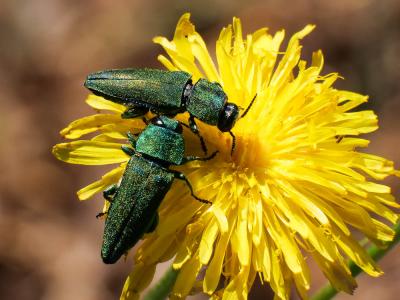 Bupreste hongrois Anthaxia hungarica (Scopoli, 1772)