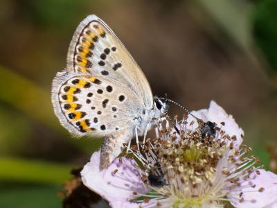 Azuré de l'Ajonc (L'), Argus bleu-violet (L'), Arg Plebejus argus (Linnaeus, 1758)