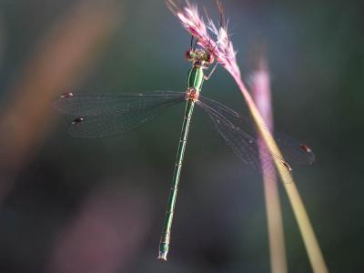 Leste verdoyant méridional Lestes virens virens (Charpentier, 1825)