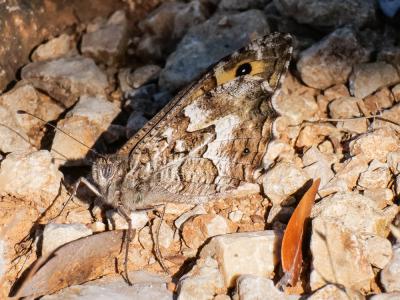 Agreste (L') Hipparchia semele (Linnaeus, 1758)