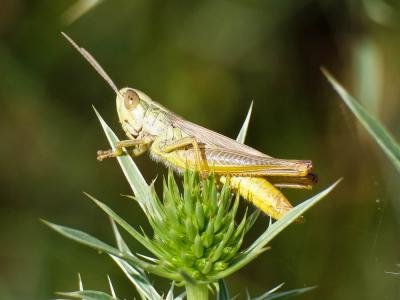 Criquet des mouillères, Criquet des Bromes Euchorthippus declivus (Brisout de Barneville, 1848)