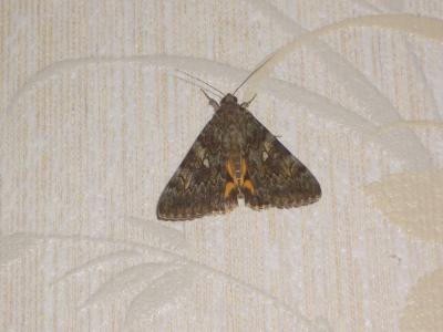 Lichénée vestale (La) Catocala nymphaea (Esper, 1787)