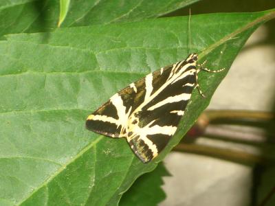 Écaille chinée (L') Euplagia quadripunctaria (Poda, 1761)
