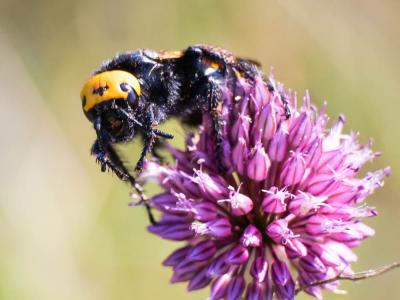  Megascolia maculata flavifrons (Fabricius, 1775)