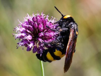  Megascolia maculata flavifrons (Fabricius, 1775)