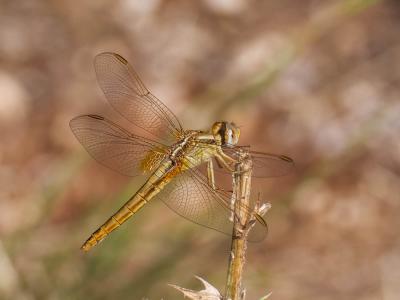 Crocothémis écarlate (Le) Crocothemis erythraea (Brullé, 1832)
