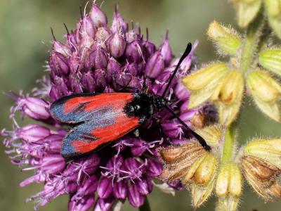 Zygène des garrigues (La), Zygène rubiconde (La),  Zygaena erythrus (Hübner, 1806)