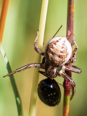 Xystique Xysticus 