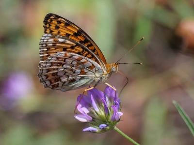 Chiffre (Le) Fabriciana niobe (Linnaeus, 1758)