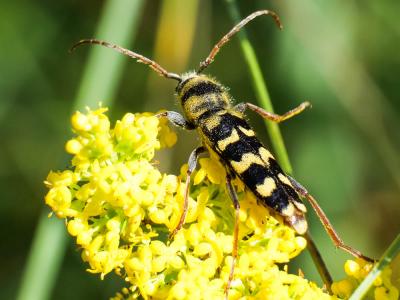  Plagionotus floralis (Pallas, 1773)