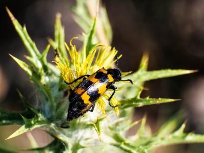 Mylabre variable Mylabris variabilis (Pallas, 1781)