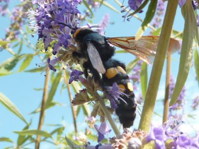 Scolie des jardins Megascolia maculata (Drury, 1773)