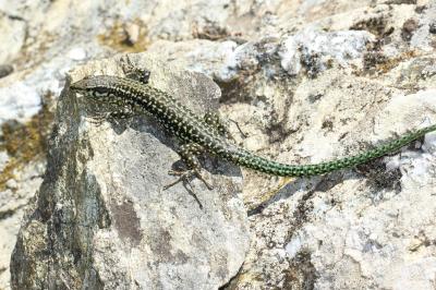 Lézard tyrrhénien Podarcis tiliguerta (Gmelin, 1789)