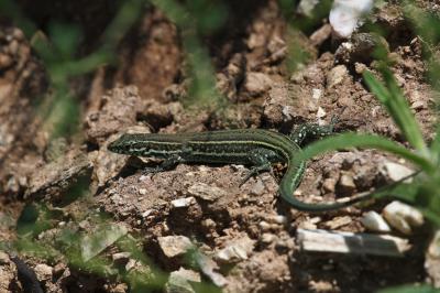 Lézard tyrrhénien Podarcis tiliguerta (Gmelin, 1789)