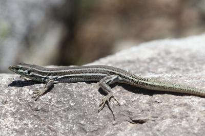 Lézard tyrrhénien Podarcis tiliguerta (Gmelin, 1789)