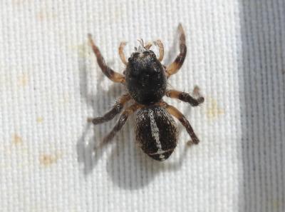  Pellenes tripunctatus (Walckenaer, 1802)