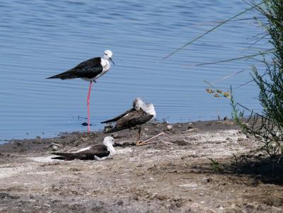 Echasse blanche Himantopus himantopus (Linnaeus, 1758)