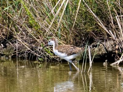 Echasse blanche Himantopus himantopus (Linnaeus, 1758)