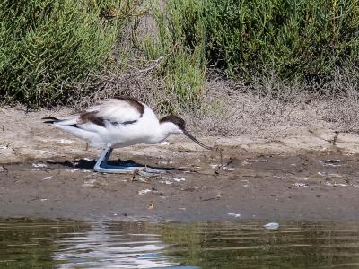 Avocette élégante Recurvirostra avosetta Linnaeus, 1758