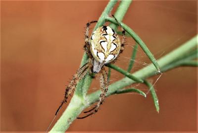 Épeires fougères Neoscona adianta (Walckenaer, 1802)