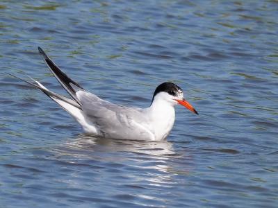 Sterne pierregarin Sterna hirundo Linnaeus, 1758