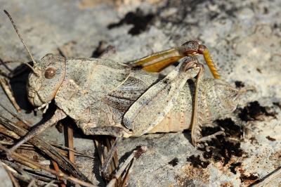  Prionotropis hystrix (Germar, 1817)