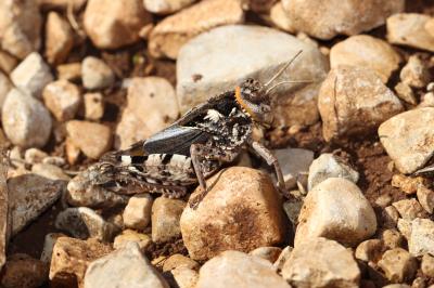  Prionotropis hystrix (Germar, 1817)