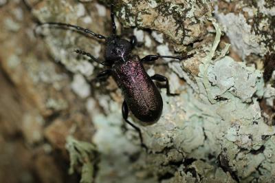  Ropalopus insubricus (Germar, 1824)