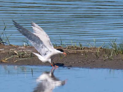 Sterne pierregarin Sterna hirundo Linnaeus, 1758