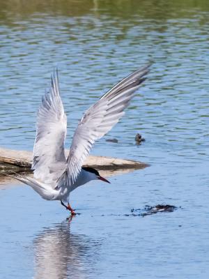 Sterne pierregarin Sterna hirundo Linnaeus, 1758
