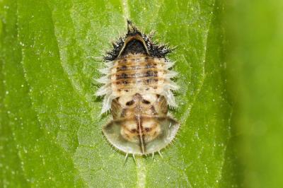  Cassida Linnaeus, 1758