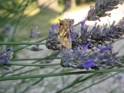Plusie chalcite (La) Chrysodeixis chalcites (Esper, 1789)