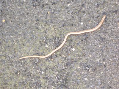 Orvet fragile Anguis fragilis Linnaeus, 1758