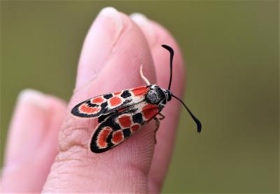Zygène du Sainfoin (La),Zygène de la Carniole (La) Zygaena carniolica (Scopoli, 1763)